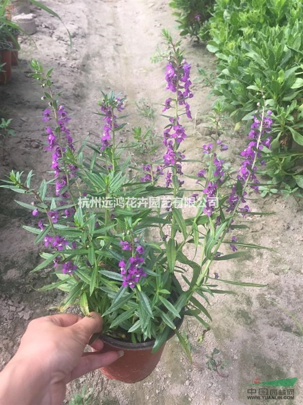 香彩雀 盆裝 營養(yǎng)缽 自有基地各種時令草花出售