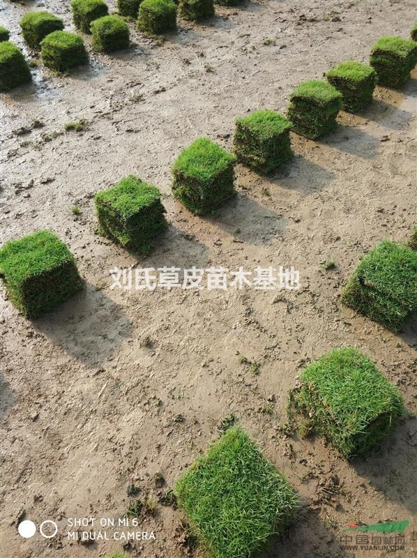 郴州馬尼拉草皮：草塊.草卷1