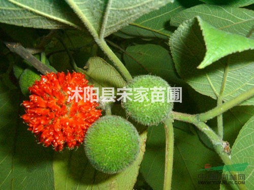 構(gòu)樹