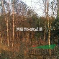 構(gòu)樹