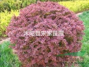 紫葉小檗
