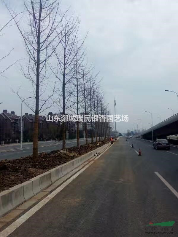 山東郯城瑞民銀杏長(zhǎng)期供應(yīng)8-100公分銀杏實(shí)生樹(shù)