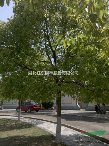 湖北什么樣的香樟比較好