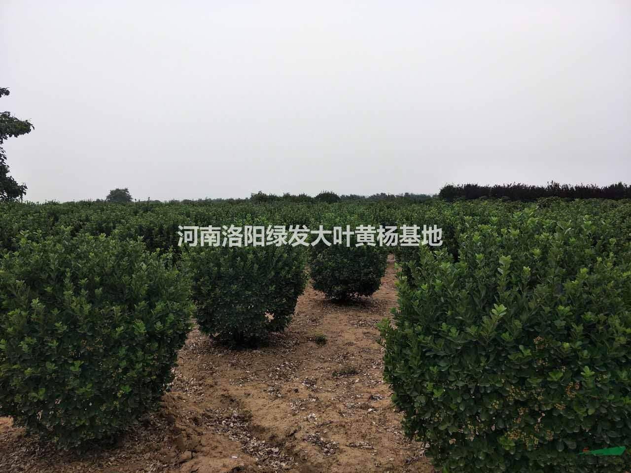 河南大葉黃楊