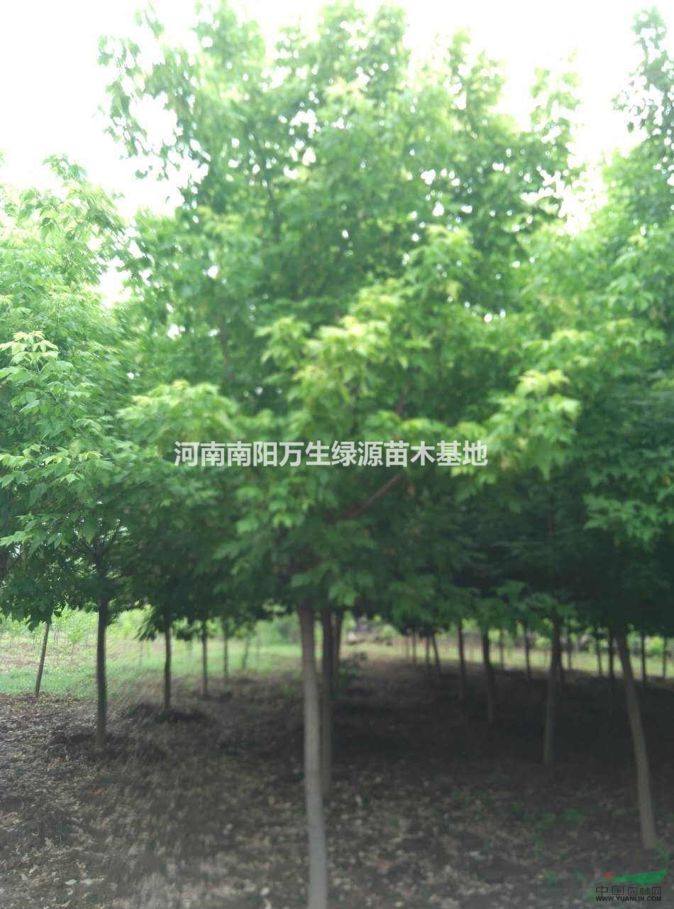 河南南陽(yáng)供應(yīng)金葉復(fù)葉槭4-7公分