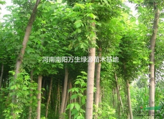河南南陽(yáng)供應(yīng)金葉復(fù)葉槭4-7公分