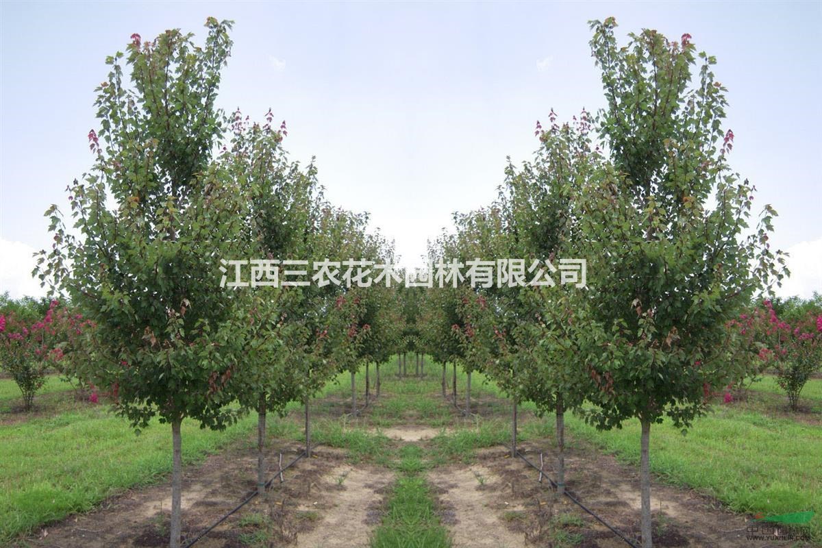 美國(guó)紅楓樹(shù) 10公分美國(guó)紅楓樹(shù)