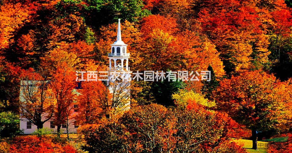 美國(guó)紅楓樹(shù) 10公分美國(guó)紅楓樹(shù)