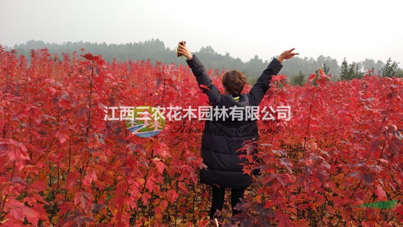 美國紅楓苗 什么樣的美國紅楓小苗比較好