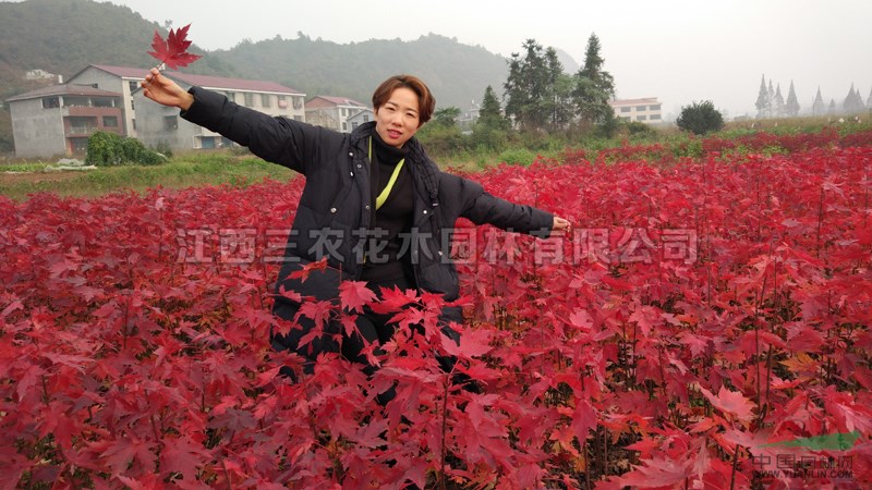 美國紅楓樹 后一萬棵紅冠1年苗低價出售，高度0.4米