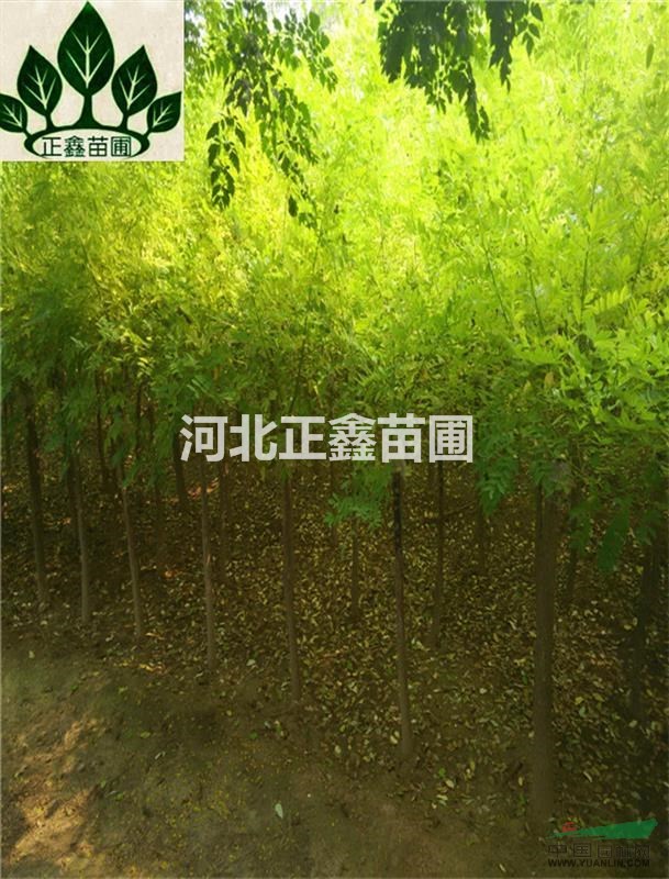 金葉槐產(chǎn)地5cm矮接金葉槐價格