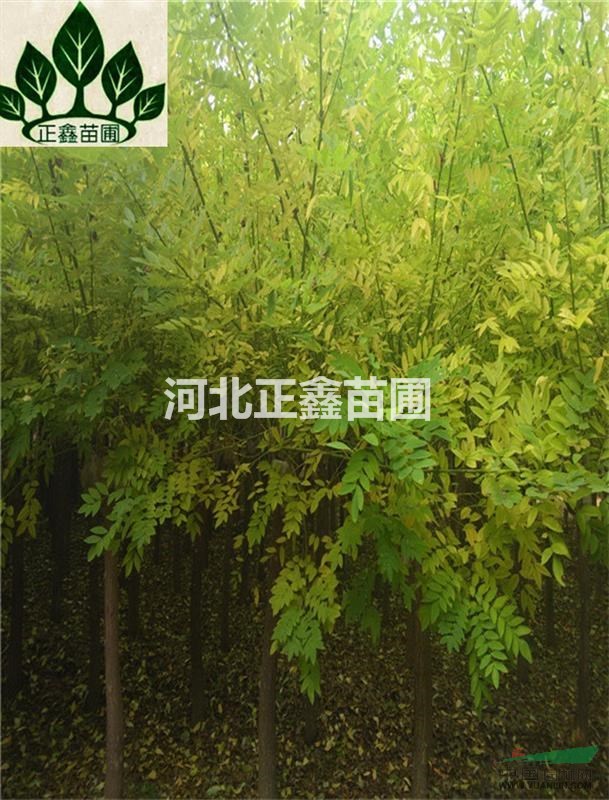 金葉槐產(chǎn)地5cm矮接金葉槐價格