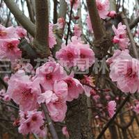 梅花樹紅葉美人梅 梅花基地