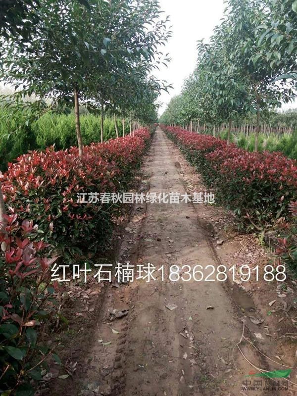 紅葉石楠球基地 石楠球價格紅葉石楠球圖片紅葉石楠球產地