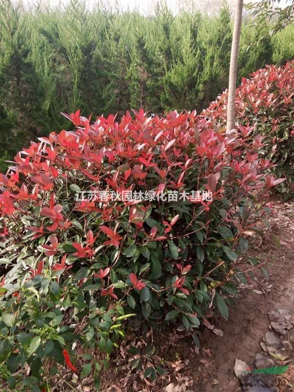 紅葉石楠球基地 石楠球價格紅葉石楠球圖片紅葉石楠球產地