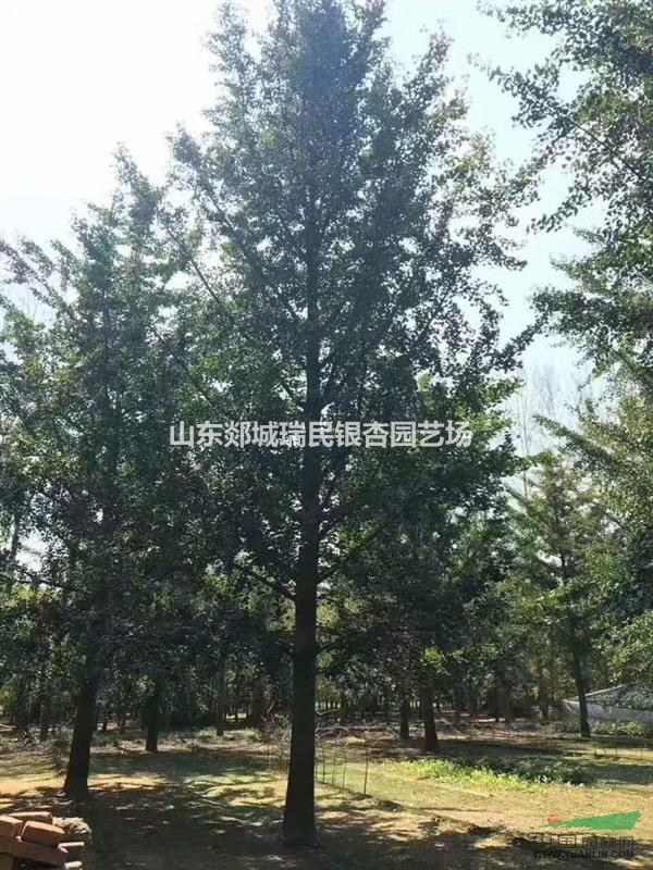 山東中凱園林長期供應(yīng)8-100公分銀杏實生樹