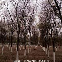 櫸樹基地，櫸樹供應 1——40公分櫸樹圖片，櫸樹價格櫸樹產地