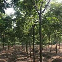 1——30公分欒樹基地/價格/圖片/產地/行情