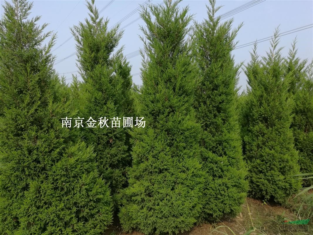 蜀檜苗產(chǎn)地 信息