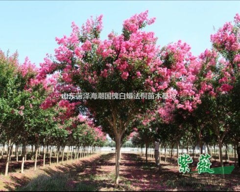 急售垂柳紅葉碧桃4-10公分紅葉碧桃價(jià)格紅葉碧桃基地紅葉碧桃