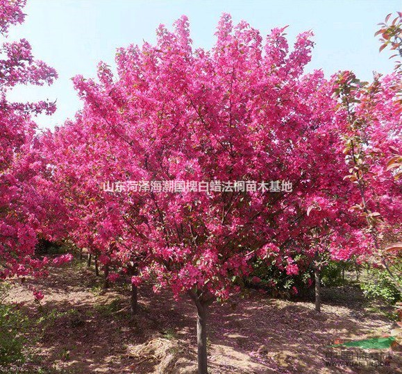 急售垂柳紅葉碧桃4-10公分紅葉碧桃價(jià)格紅葉碧桃基地紅葉碧桃