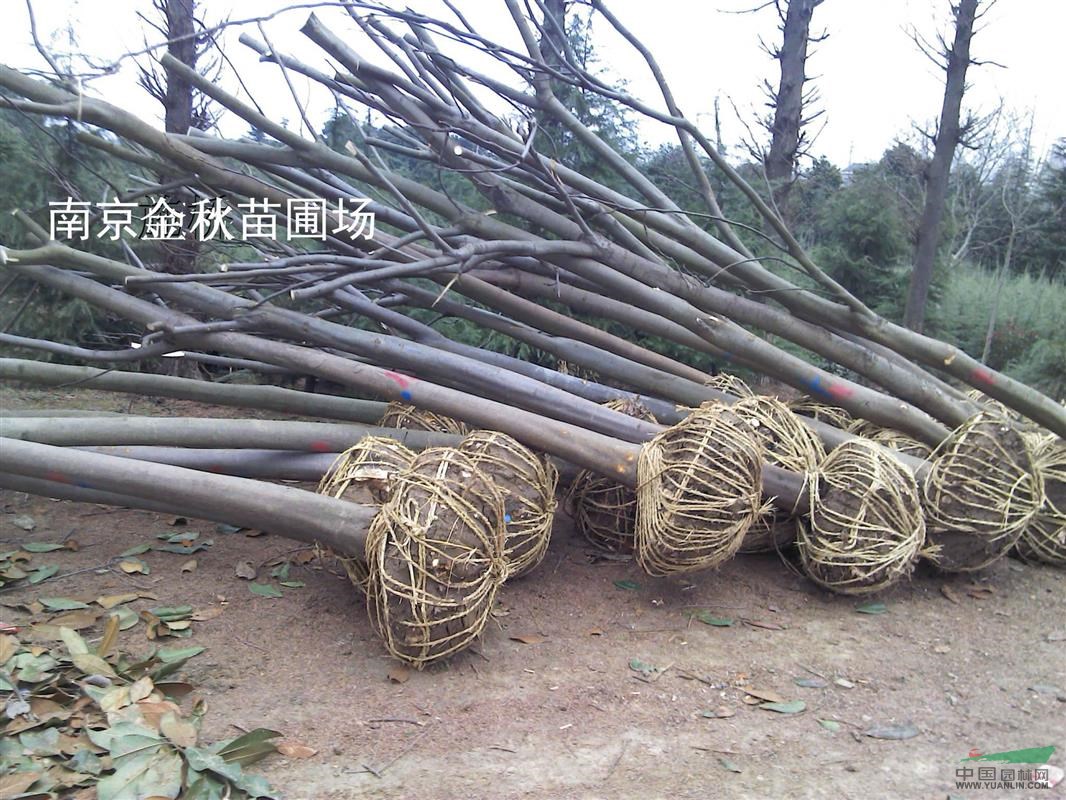 直徑12公分欒樹價格