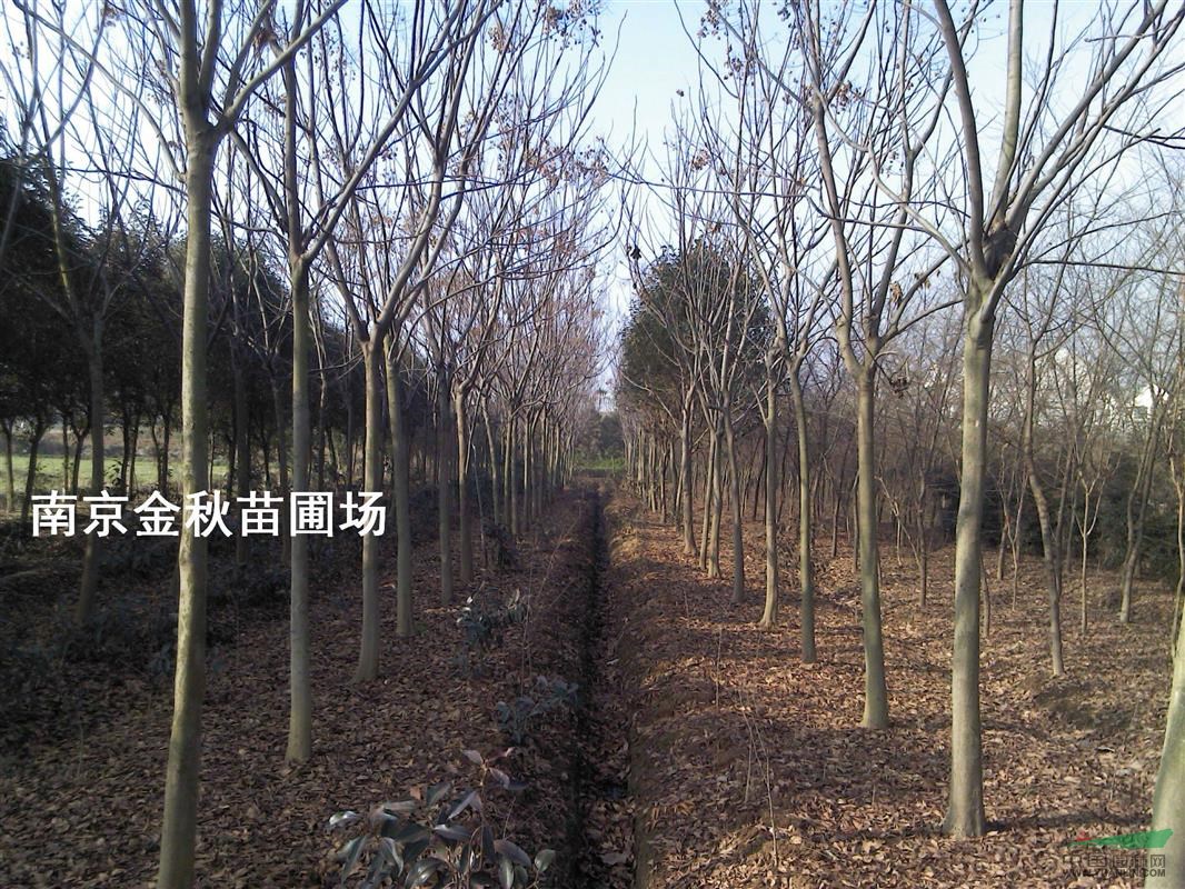 直徑12公分欒樹價格