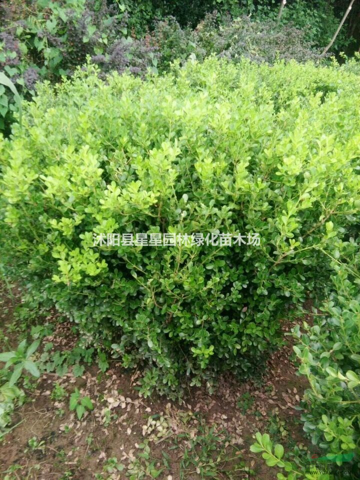 江蘇大量供應(yīng)小葉女貞球質(zhì)量優(yōu)！規(guī)格全。