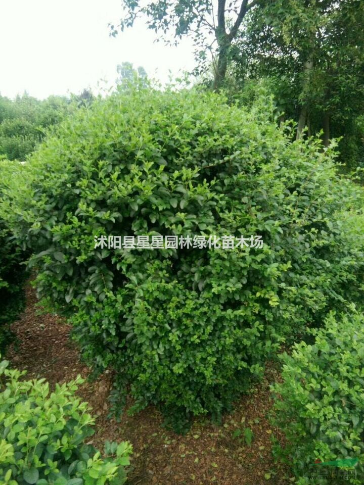 江蘇大量供應(yīng)小葉女貞球質(zhì)量優(yōu)！規(guī)格全。