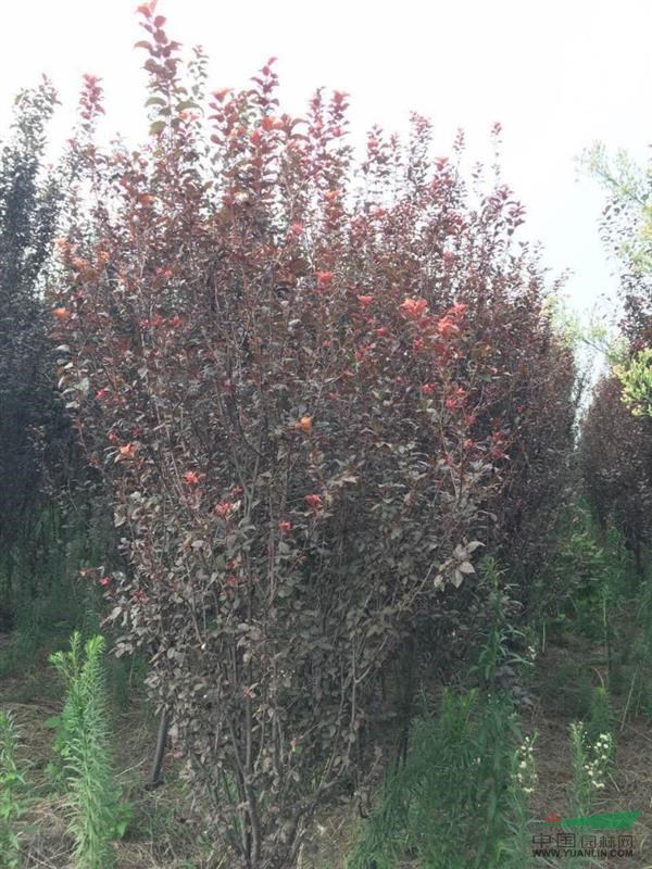 河南省新乡市供应红叶李8公分。130/棵