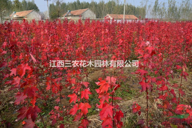 美國紅楓小苗 美國紅楓苗圃的早春管理 精品紅楓苗