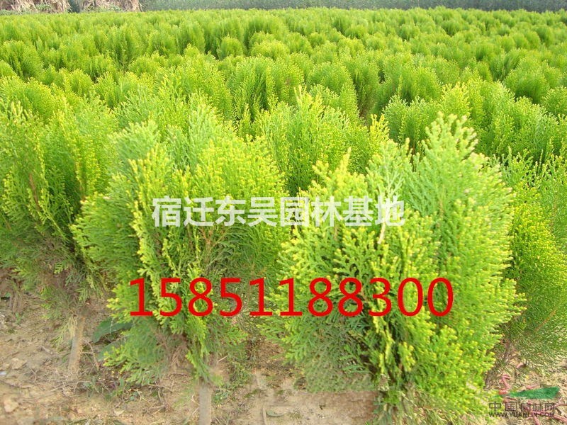 江蘇灑金柏價格。高度30-35-40-45公分高灑價格報價表