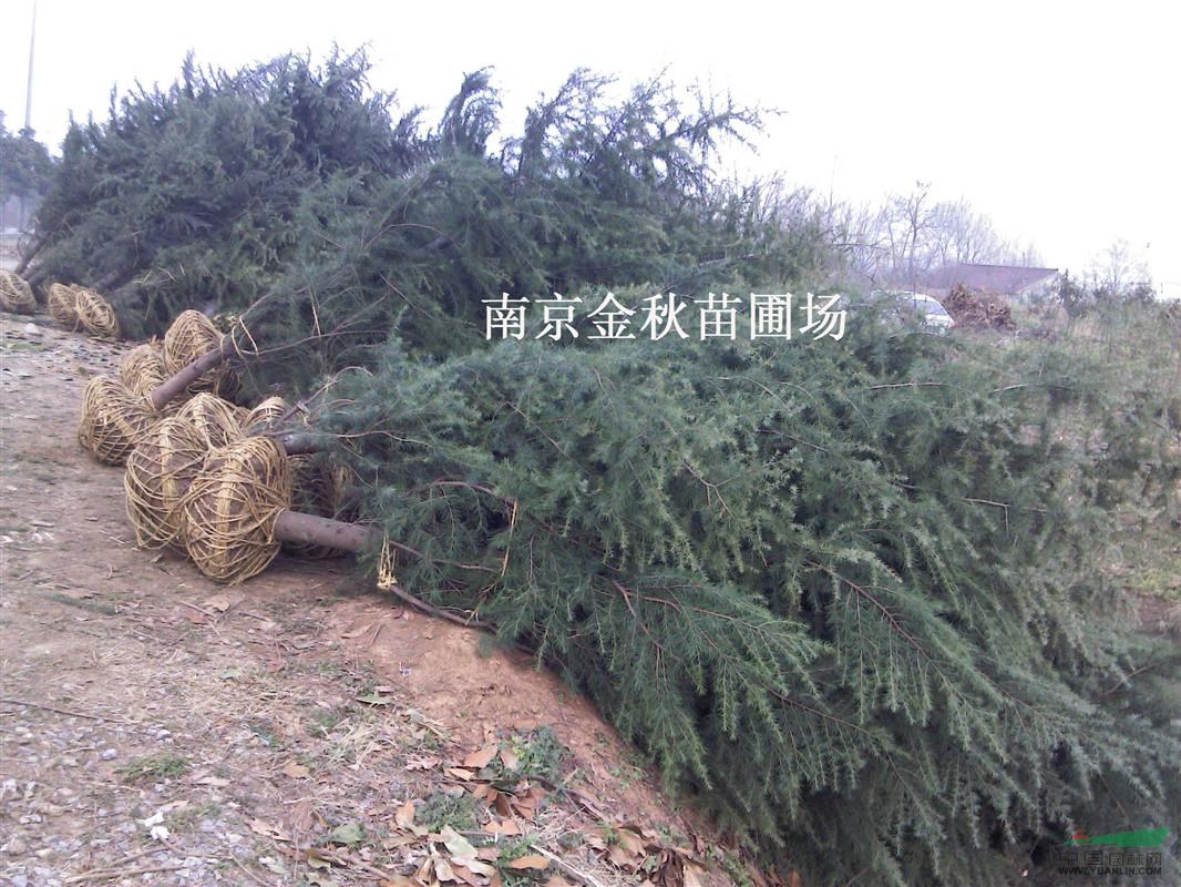 高度3米—4米雪松價格