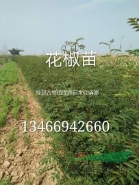 哪里有花椒苗？花椒苗多少錢(qián)/花椒苗高度/花椒苗產(chǎn)地