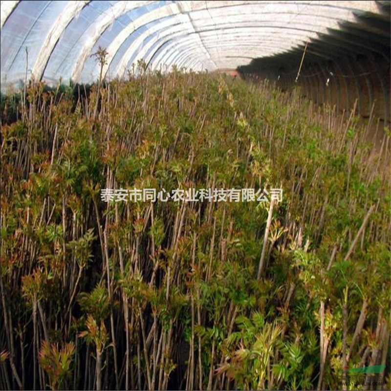 紅油香椿苗都有什么規(guī)格 紅油香椿苗什么價格