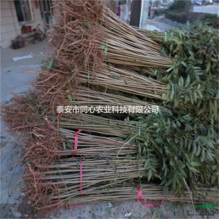 紅油香椿苗都有什么規(guī)格 紅油香椿苗什么價格
