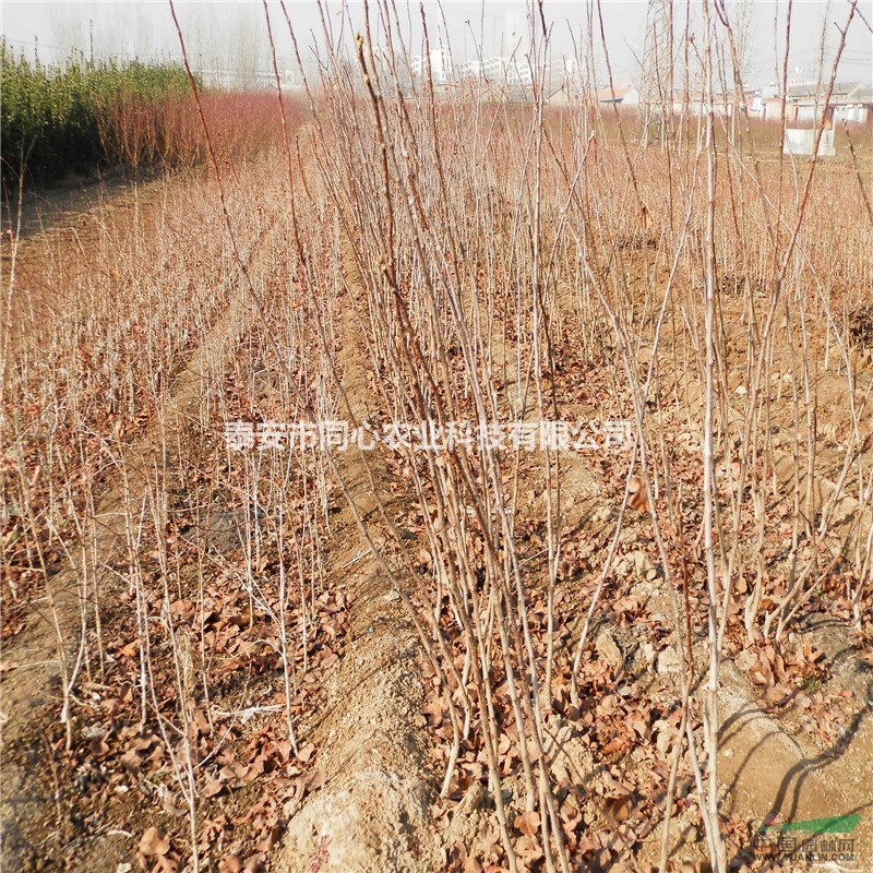 山楂苗品種 山楂苗價(jià)格 山楂苗批發(fā)基地