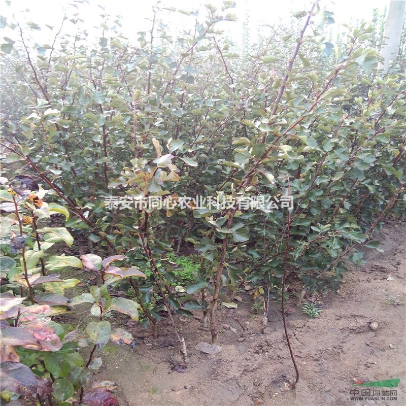 山楂苗品種 山楂苗價(jià)格 山楂苗批發(fā)基地