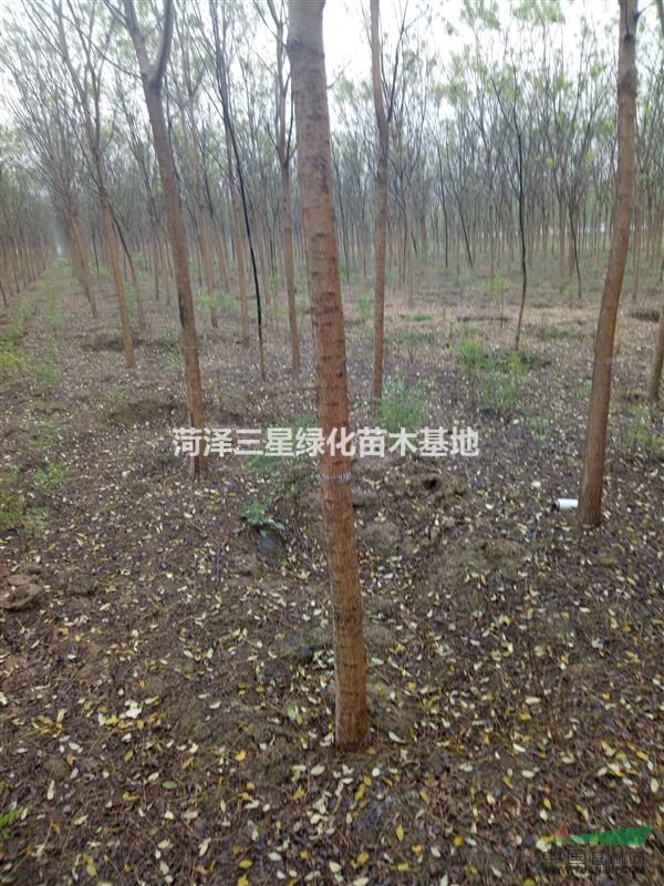 6公分國(guó)槐價(jià)格，
