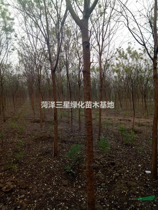 6公分國(guó)槐價(jià)格，