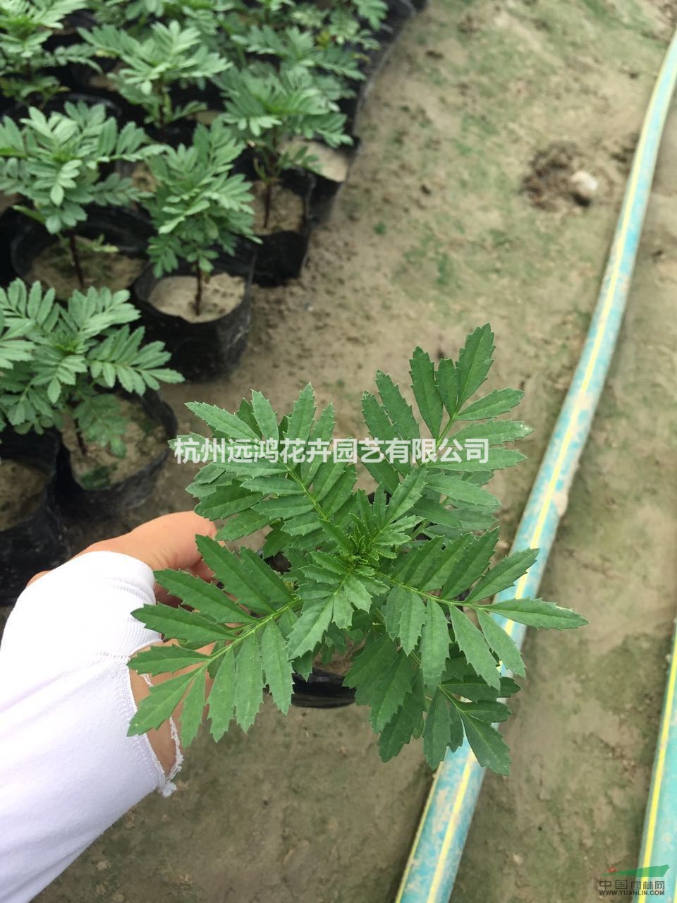 孔雀草  黃色 橙色  自有基地各種時令草花出售