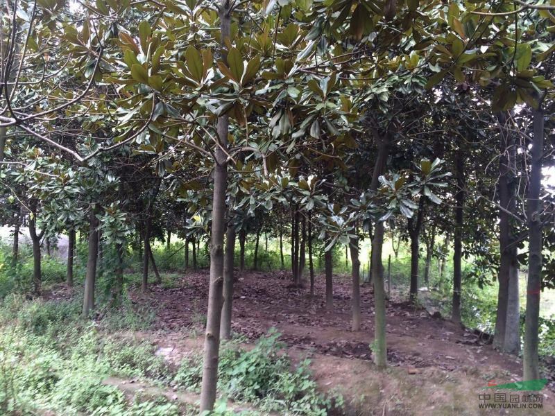 浙江安吉嘉鵬苗木基地，低價供應10一20公分的廣玉蘭