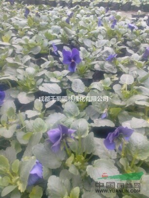 三色堇種植基地.草花地被種植基地.三色堇價(jià)格