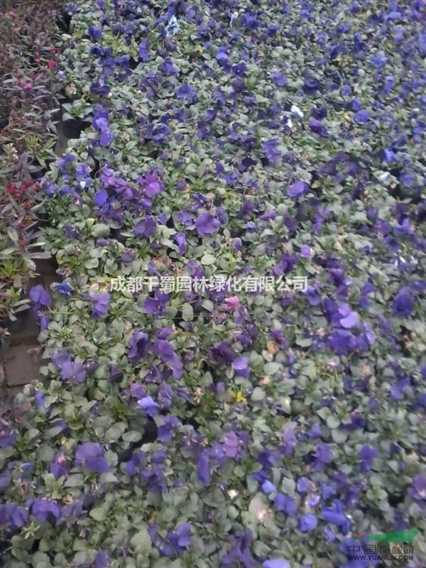 三色堇種植基地.草花地被種植基地.三色堇價(jià)格