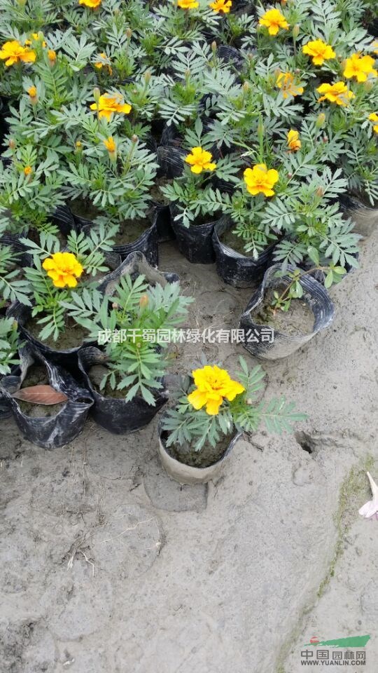 孔雀草種植基地.孔雀草草花價格.哪里有孔雀草賣