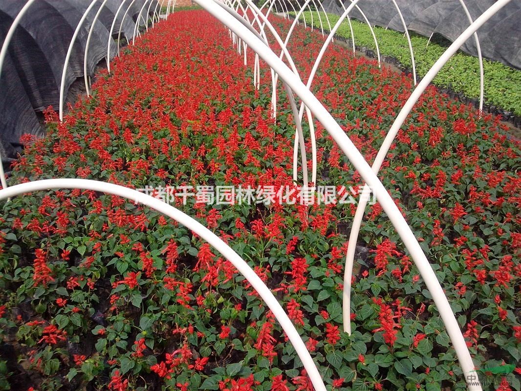 一串紅種植基地.一串紅草花杯苗價(jià)格.10月開(kāi)花的紅色草花