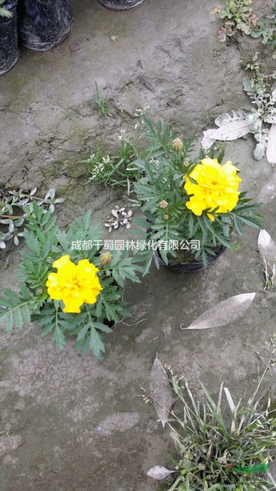 萬壽菊種植基地.四川草花種植基地.低價出售一批萬壽菊