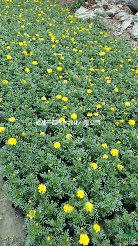 萬壽菊種植基地.四川草花種植基地.低價出售一批萬壽菊