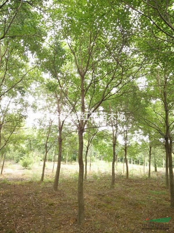浙江长兴提供沙朴树12-15公分