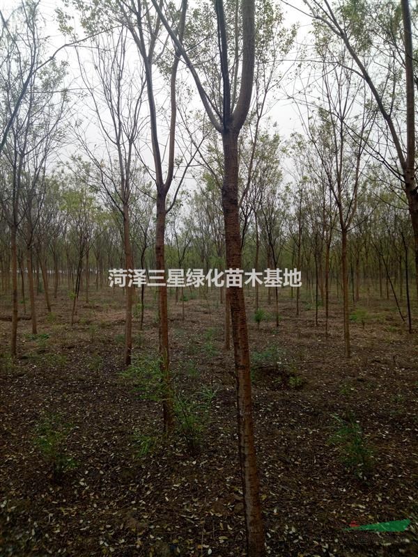 8公分國槐價(jià)格表，山東國槐價(jià)格一覽表